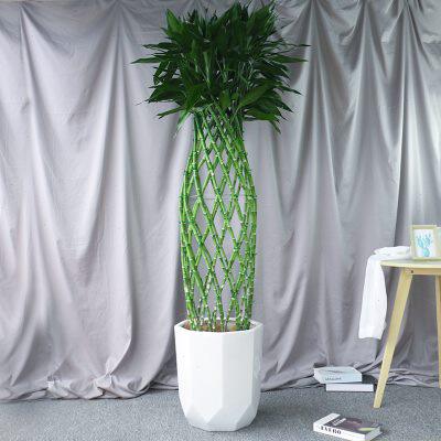 厂家南宁木之意富贵竹富贵笼盆栽植物办公室盆景大型中式花瓶造型