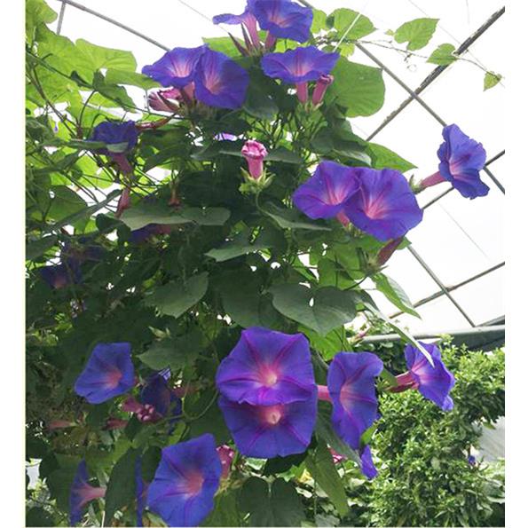 多年生美国大花牵牛花 宿根大花英国花苗 花园阳台拱门爬藤 包邮