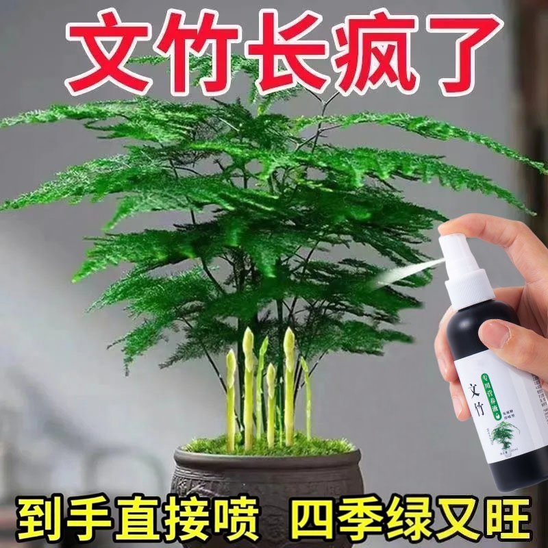 文竹营养液促发芽猛生根