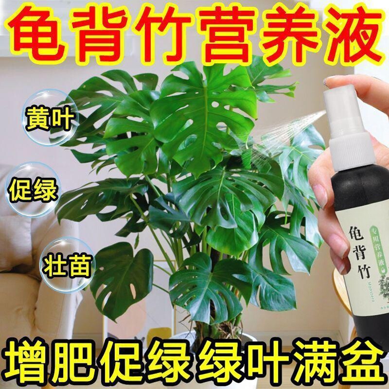 龟背竹专用肥营养液水培黄叶图片