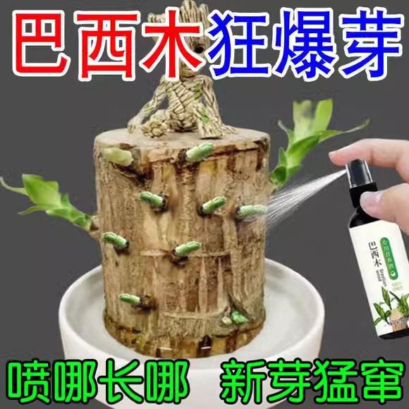 巴西木营养液专用肥料室内幸运木水培促爆芽防黄叶底部生根液体肥