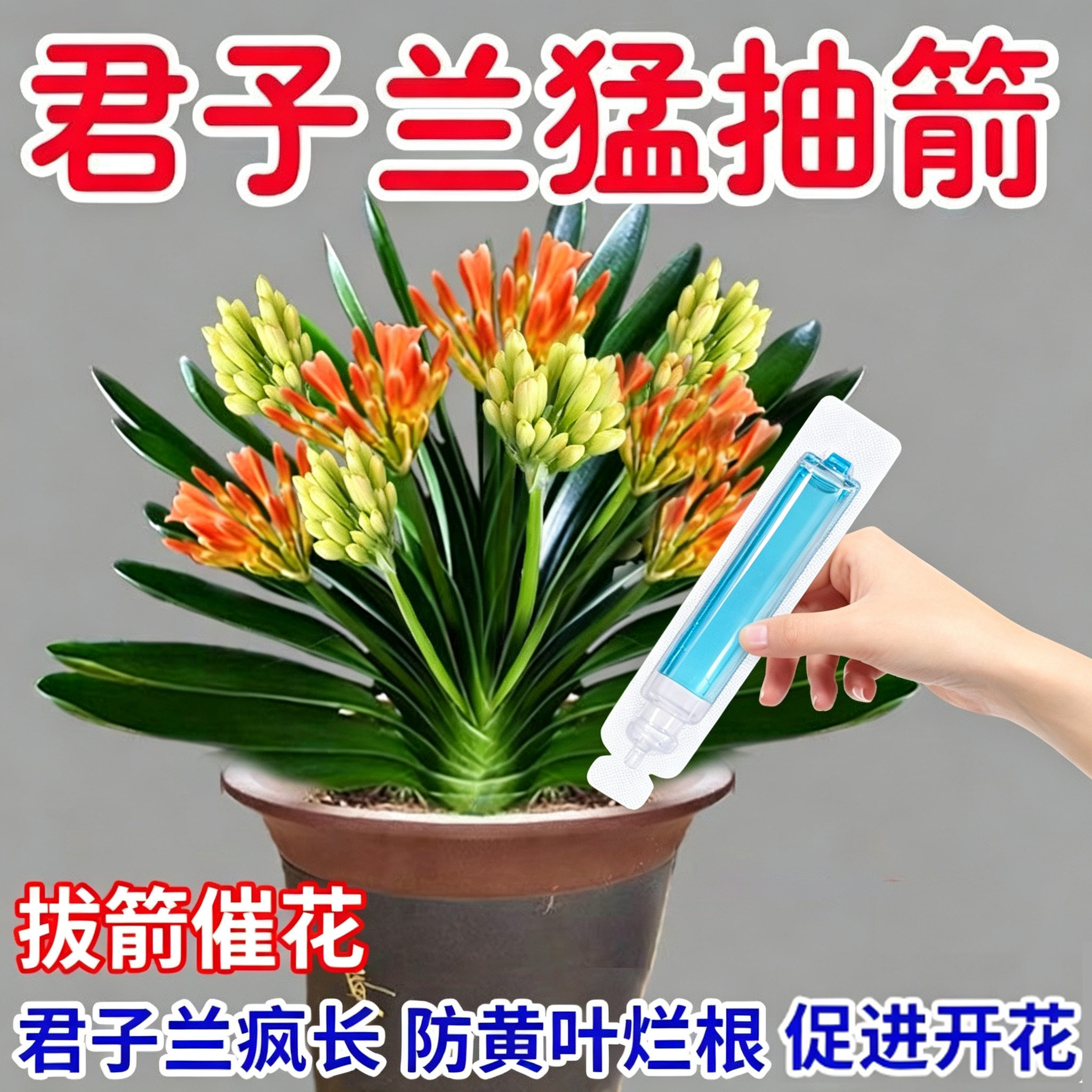 君子兰浓缩营养液家用