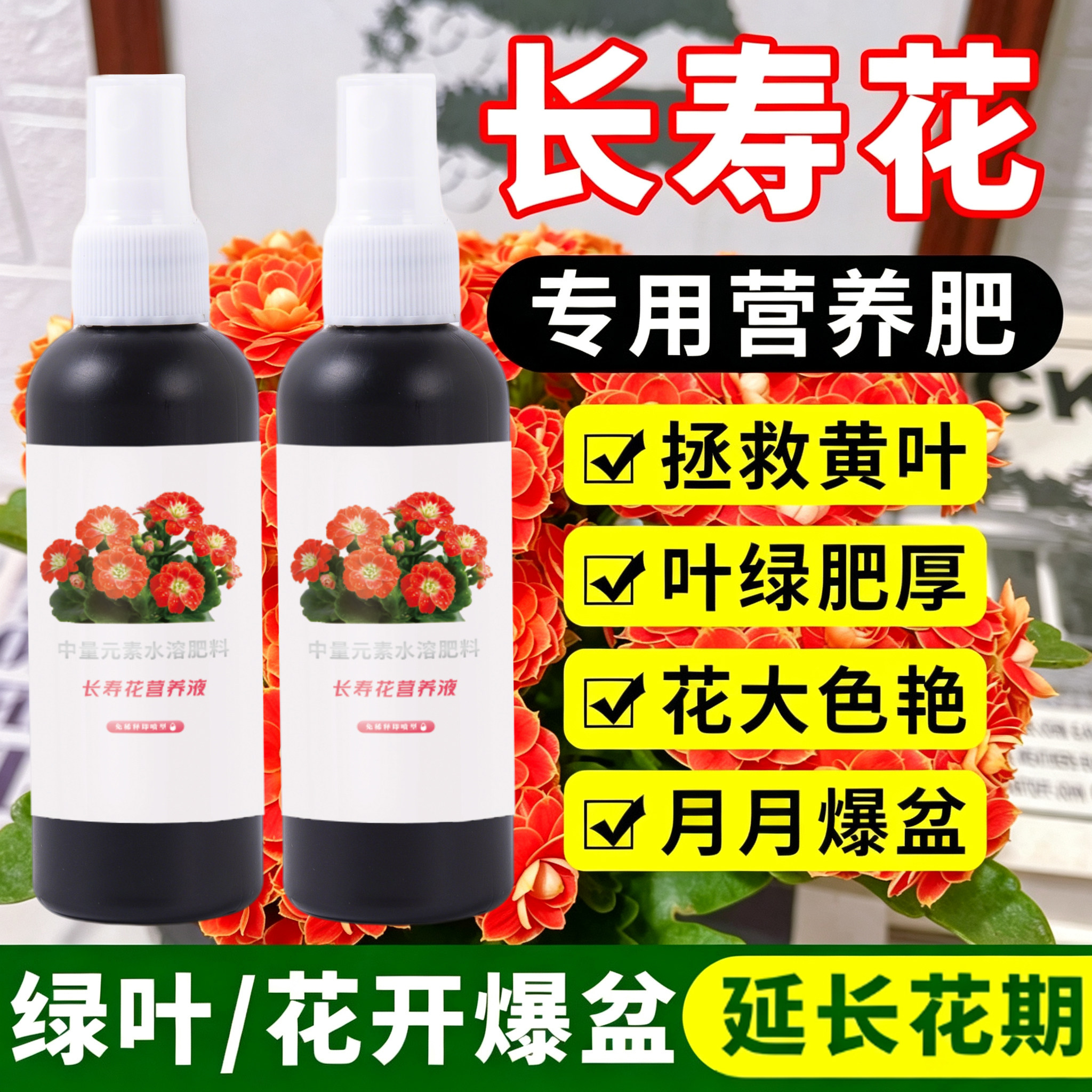 长寿花专用营养液催花促花图片