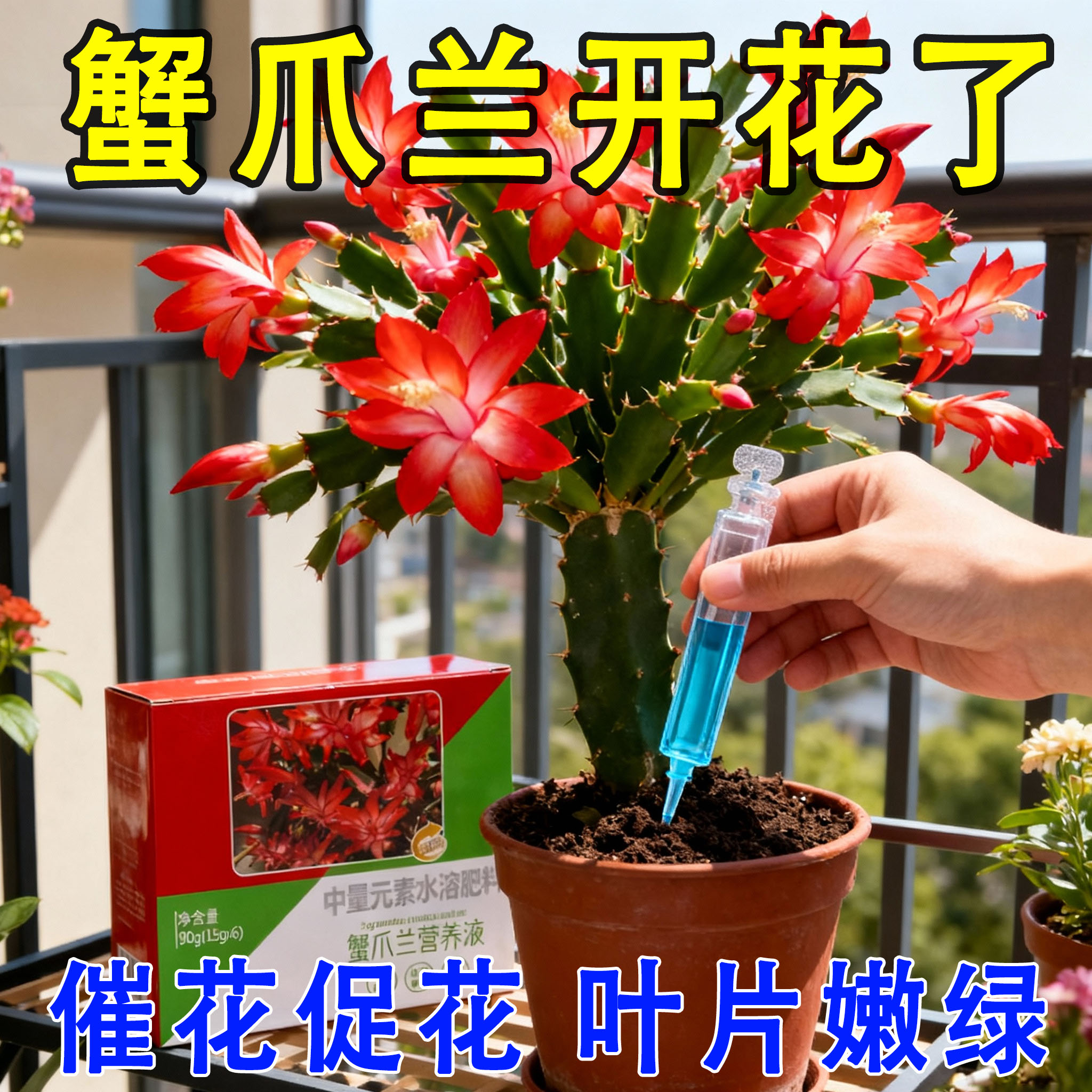 蟹爪兰预防发蔫软烂干瘪黄叶