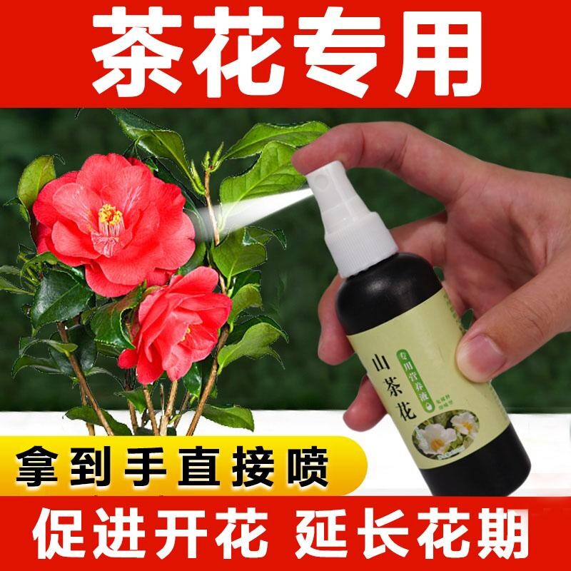 山茶花营养液防黄叶催花