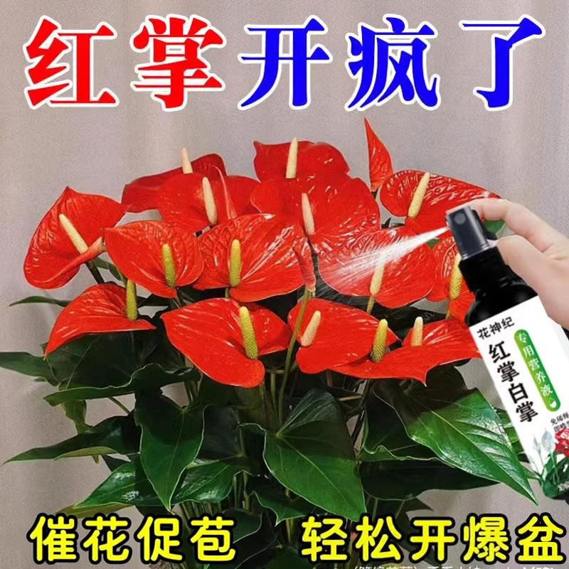 红掌白掌专用营养液一帆风顺
