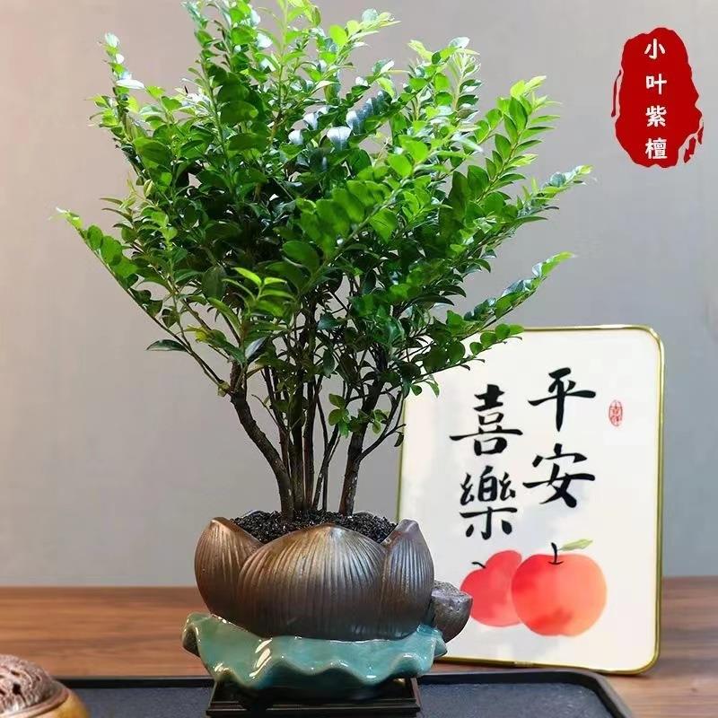 丛林小叶紫檀绿植盆栽客厅四季好养室内种植桌面小盆景植物摆件