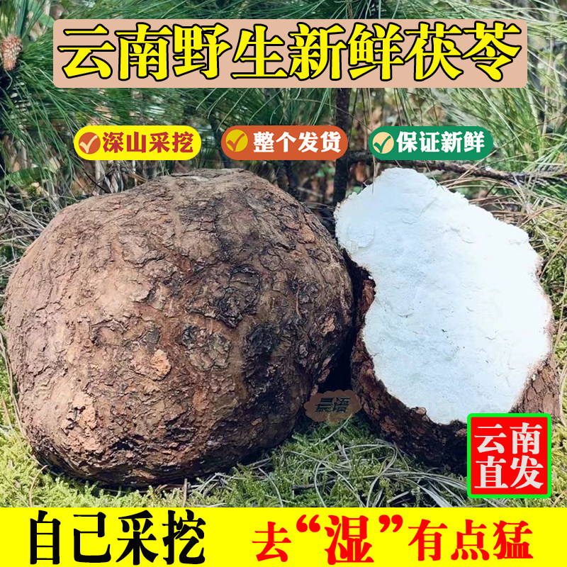 【新鲜带皮茯苓】云南野生新鲜茯苓10斤深山采挖茯苓云苓茯苓煮粥