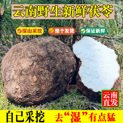 云南野生新鲜茯苓5斤包邮