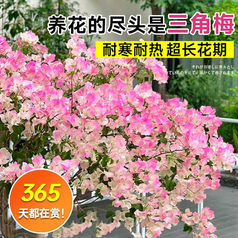 三角梅花树苗好养易活植物三角梅盆栽绿樱漳红樱老桩重瓣爬藤图片