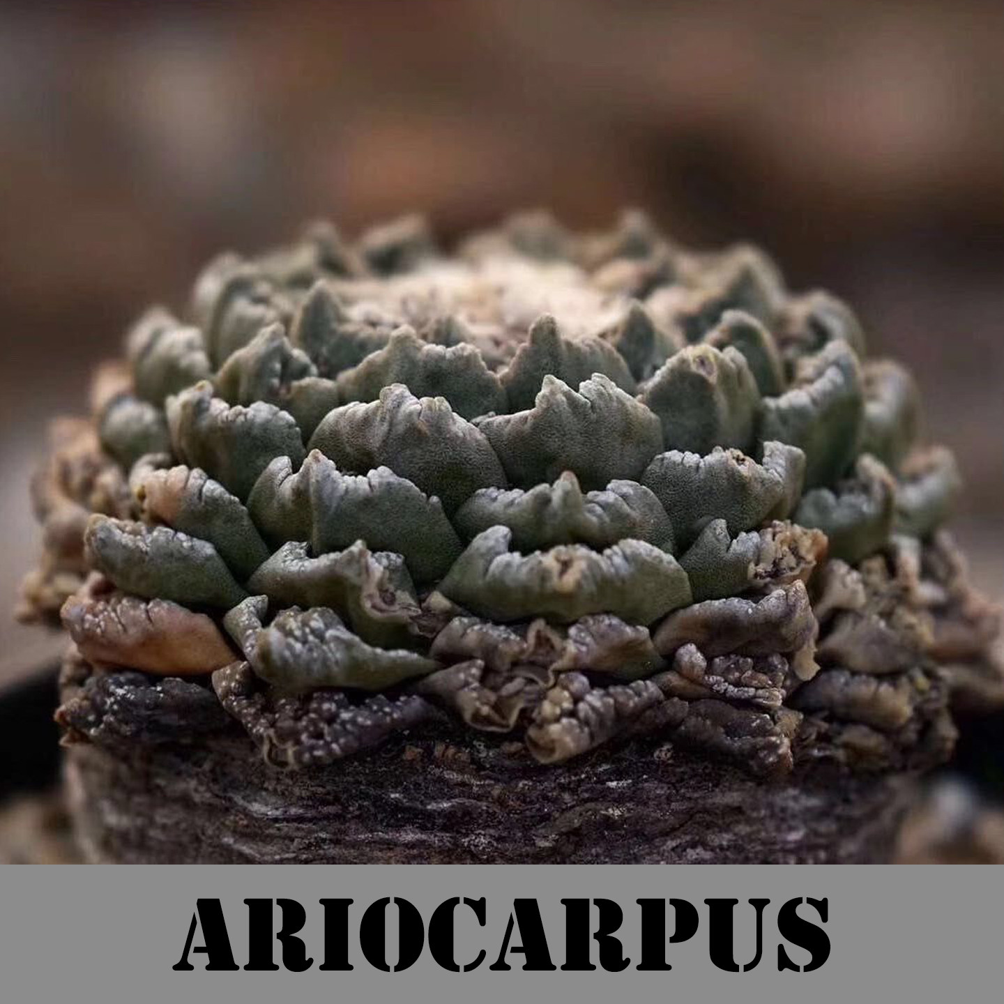 Ariocarpus墨西哥龟牡丹岩牡丹稀有奇特仙人球潮玩块根多肉植物