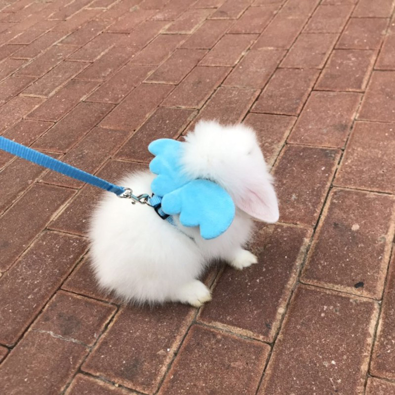 兔子牵引绳 天使翅膀遛兔绳 宠物牵引绳可伸缩调节长度兔绳防挣脱