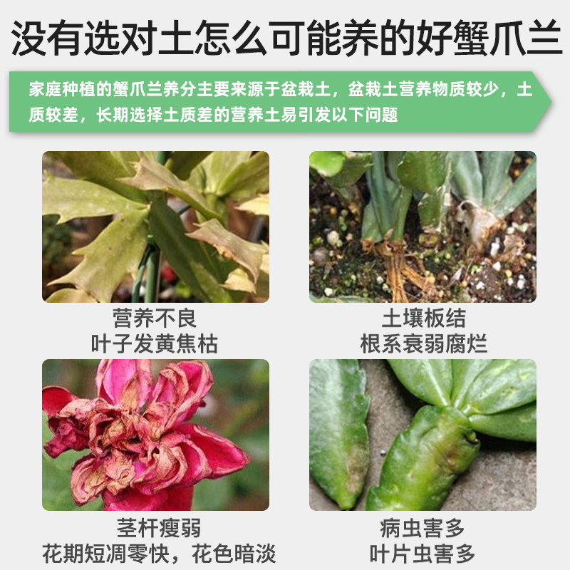 蟹爪兰专用土营养土养花专用通用肥料泥土盆栽土蟹爪莲蟹脚兰土壤