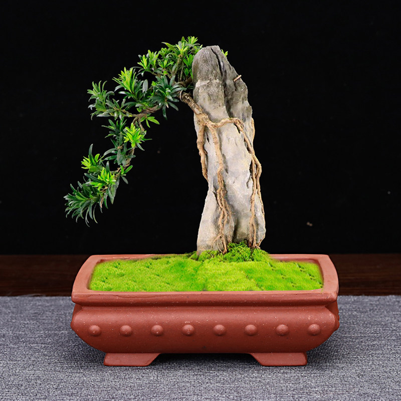 宜兴紫砂花盆小口径迷你精品长方形四方桌面绿植简约多肉菖蒲专用