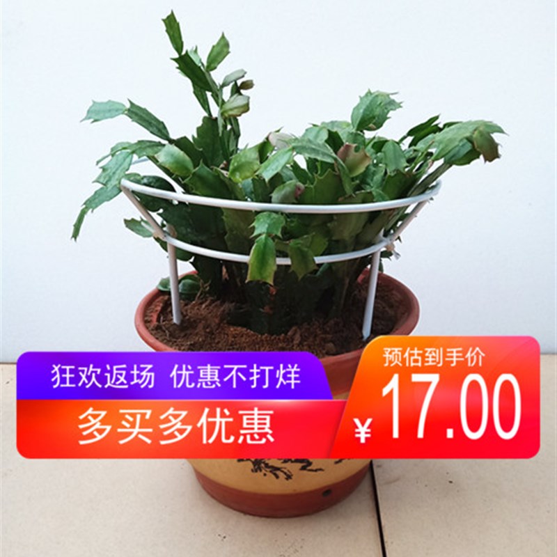 蟹爪兰支架伞型花架蟹爪莲嫁接自根简约架花爬藤支撑组装花架子