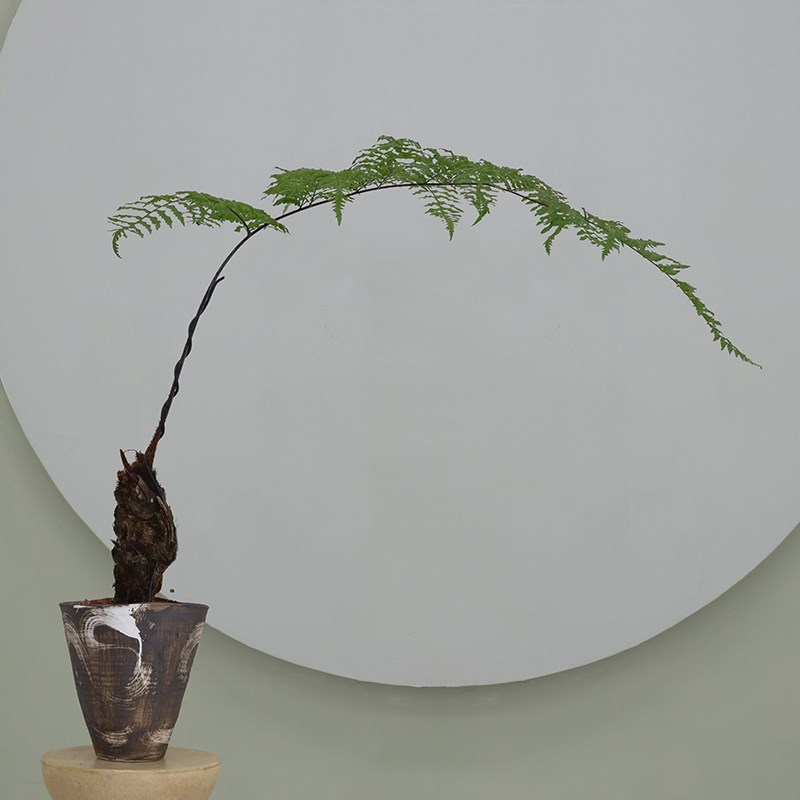 中式禅意鳞毛蕨盆景茶室耐荫书房室内桌面红鳞蕨类植物盆栽绿植