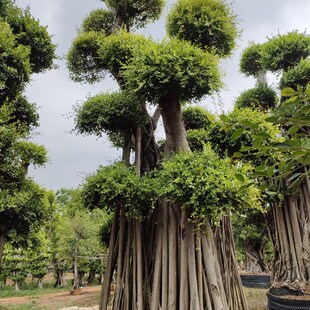 小叶榕苗 细叶榕 小叶榕树 庭院绿化树苗 四季可种 生命力强 景观