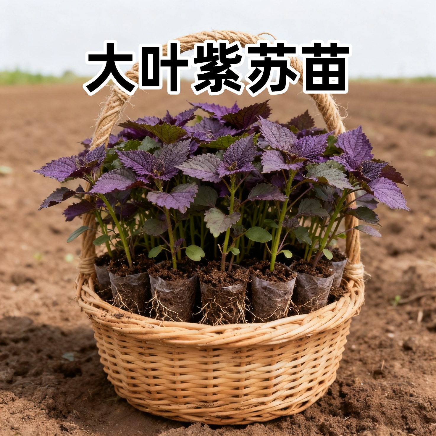 可食用紫苏苗秧双面大叶苗带土盆栽鸡冠紫苏种籽观音四季老品种