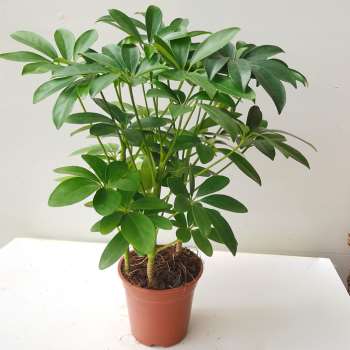 鹅掌柴鸭脚木耐阴好养可水培四季常绿净化空气吸甲醛绿植章鱼种花