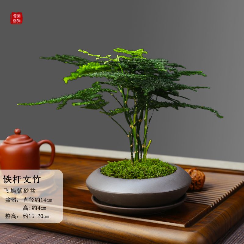 文竹盆栽植物客厅中式禅意云竹盆景办公室内好养绿植摆件高端花卉