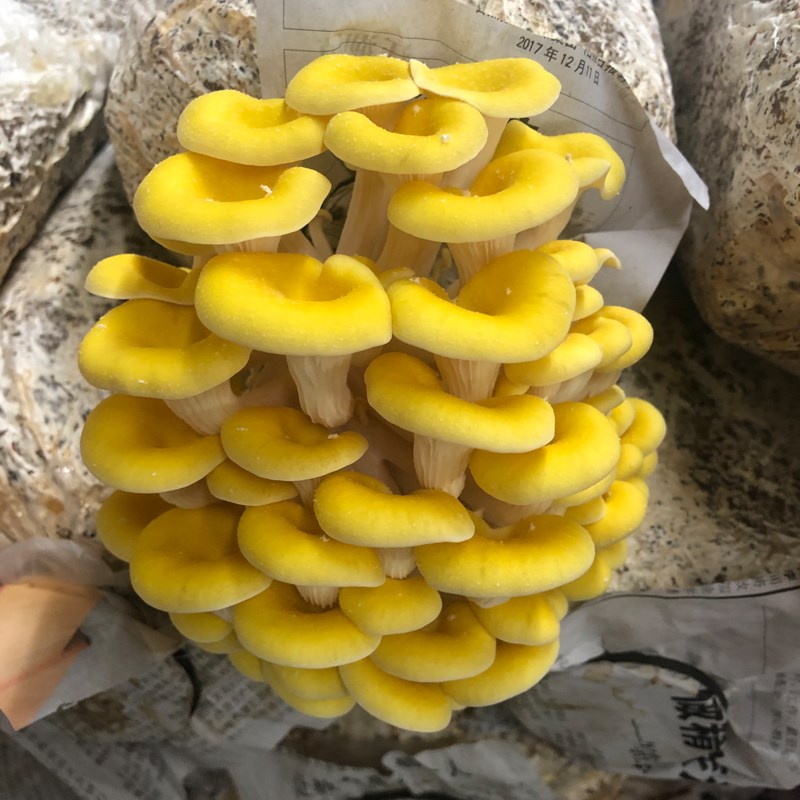 玉米芯稻草棒平菇种植豆粕棉籽壳蘑菇菌种栽培家庭养殖食用菌接种