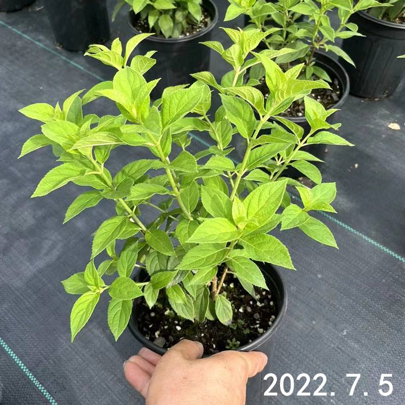 圆锥绣球石灰灯木花香草草莓花园花苗大苗活力青柠盆栽耐晒