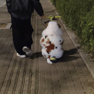 冬款毛绒套装连帽加绒加厚小三花猫草草冬季保暖加厚外套男女童