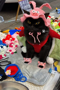 可爱太乙猪diy材料包露耳朵渔夫帽手工编织毛线猫咪宠物帽子套装