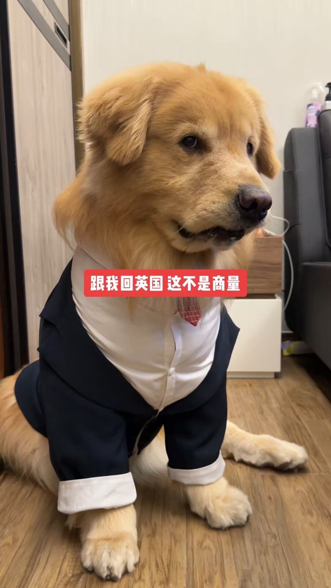 宠物西装狗狗结婚礼服帅气假两件柯基柴犬金毛中大型犬西服燕尾服