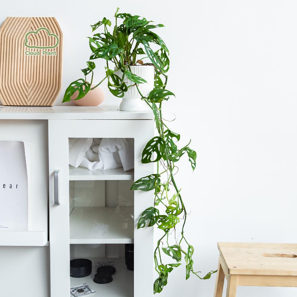 巨洞龟背竹米歇尔洞洞芋仙洞绿植桌面垂吊植物爬藤网红盆栽室内