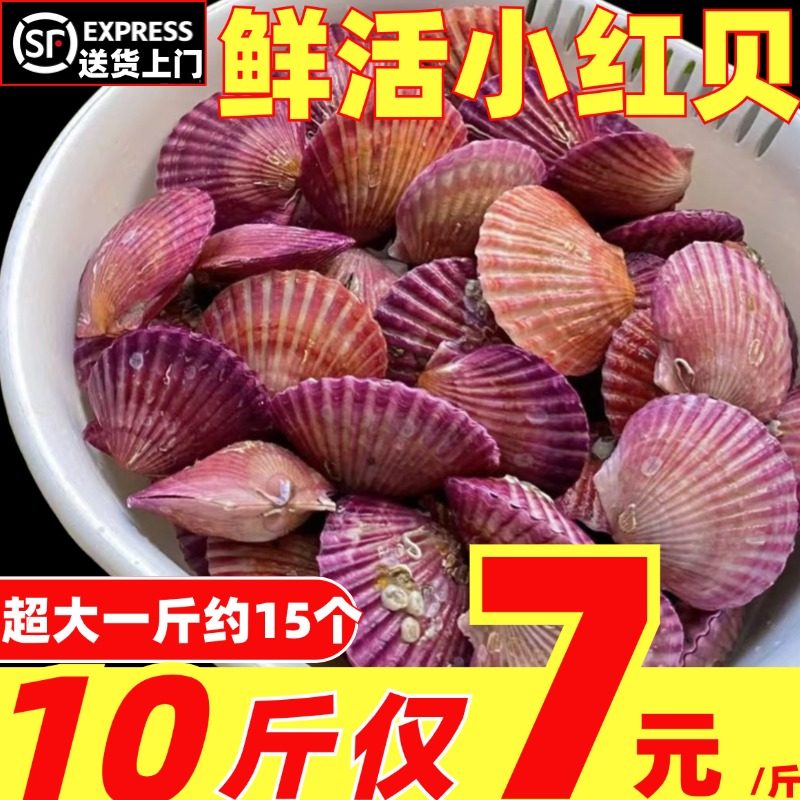 鲜活小红贝特大红色扇贝港湾贝新鲜当季带壳扇贝肉商用烧烤贝类海