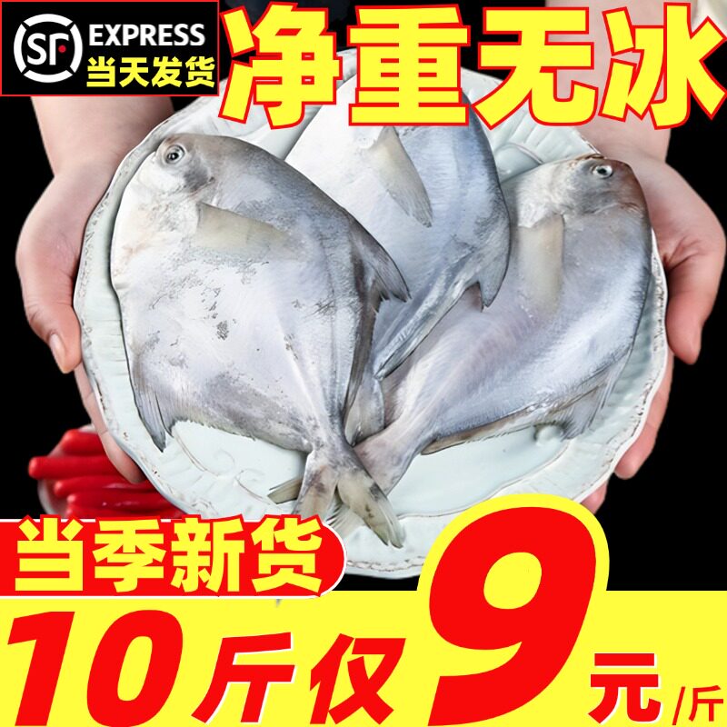 银鲳鱼白鲳鱼特大深海鲜活冷冻新鲜平鱼昌鱼镜鱼海鱼鳊鱼海鲜水产