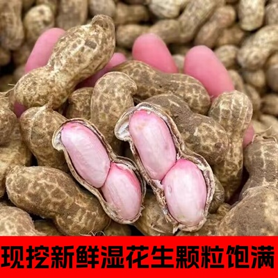 26年新鲜湿花生现挖现粉皮大粒