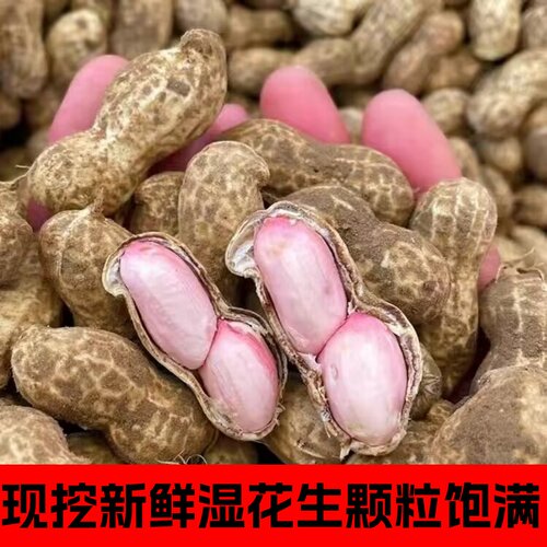26年新鲜湿花生现挖现粉皮大粒