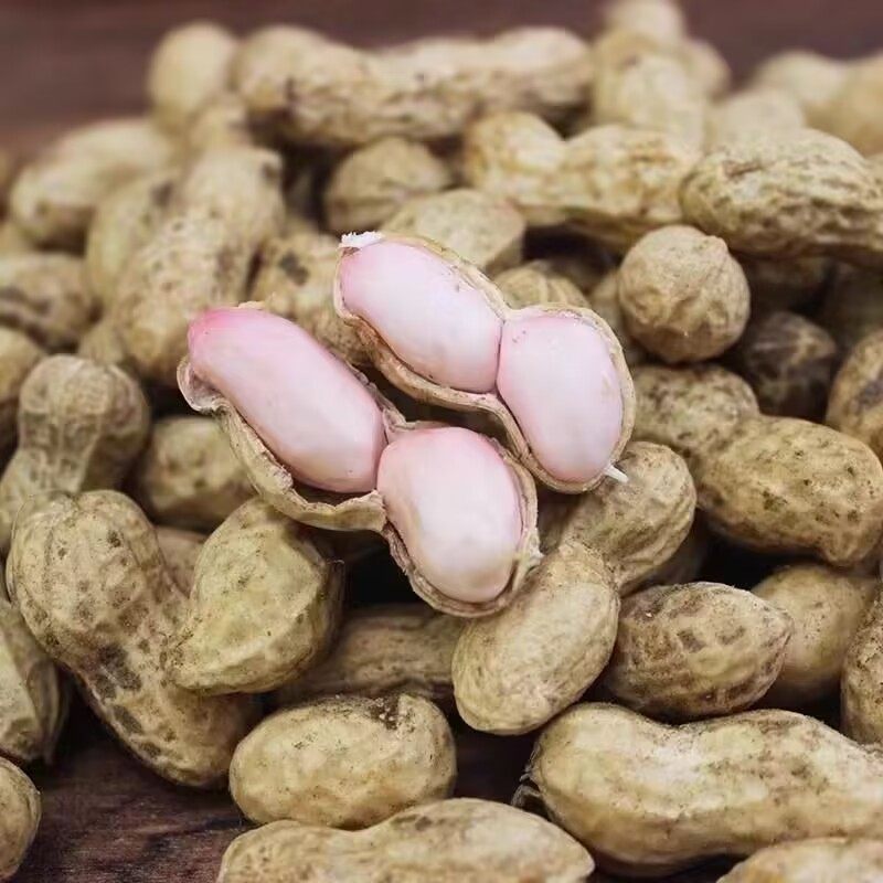 2026年新鲜湿花生现挖现发带壳新鲜花生粉皮大粒花生新鲜可水煮