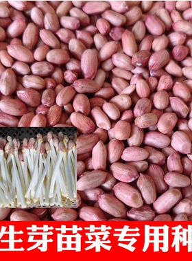 花生种子花育9616水培花生芽带壳生花生手剥花生米专用发芽菜种子