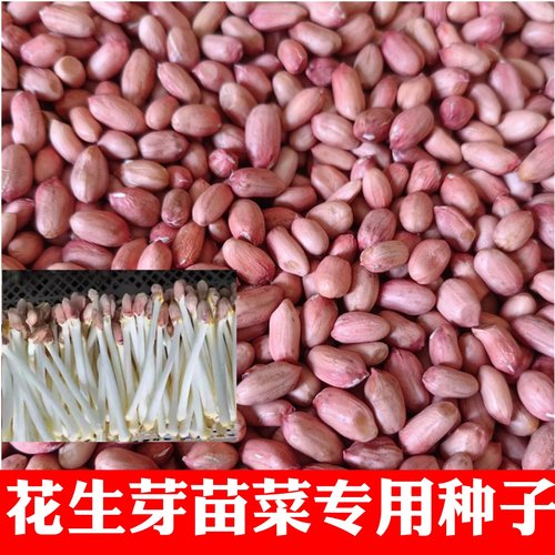 花生种子花育9616水培花生芽带壳生花生手剥花生米专用发芽菜种子
