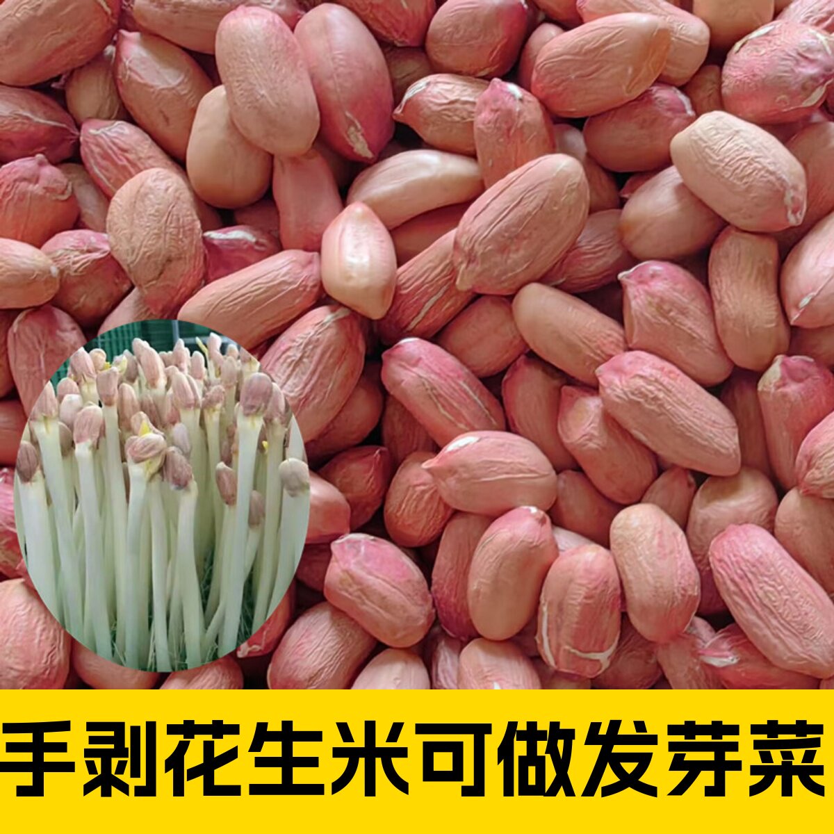 花生芽种子花育9616可以做发芽菜图片