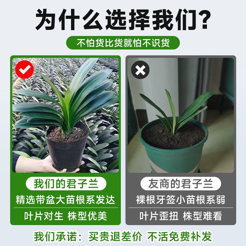 君子兰盆栽带花苞红色君子兰花客厅花卉绿植四季易活室内植物盆景