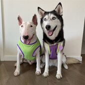 宠物夏季 防暑背心牛头梗哈士奇 背心猫狗降温凉感宠物凉凉吊带无袖