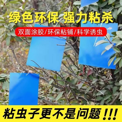 双面粘虫板黄板诱虫蓝板纸贴黄色飞虫小黑飞沾果蝇诱捕器粘板家用