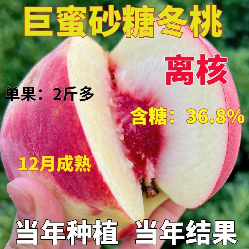 嫁接桃树苗巨蜜砂糖冬桃超甜树雪桃晚熟黄桃水蜜桃盆栽果树果苗