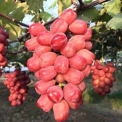 新品种葡萄树苗爬藤南方北