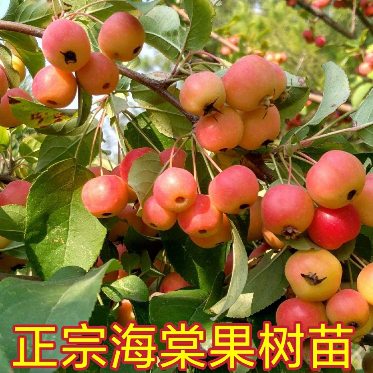 海棠果树南北方庭院地栽