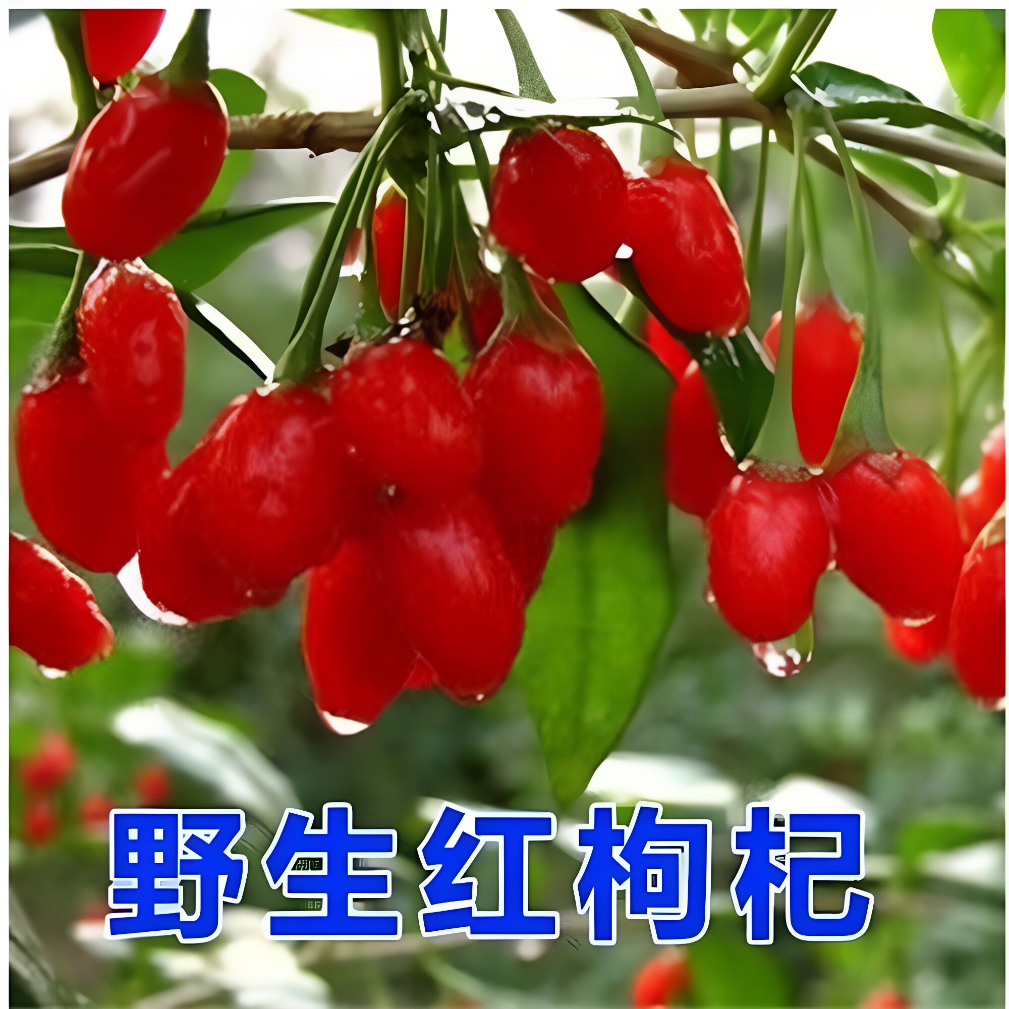 枸杞树苗宁夏枸杞树苗盆栽食用黑枸杞树苗中宁红枸杞中宁7号