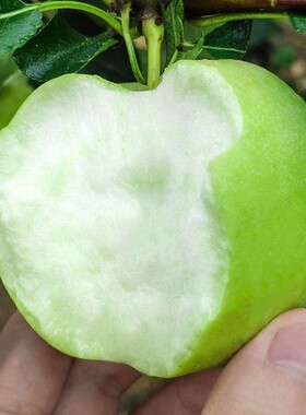 正宗澳洲青苹果树苗 青苹果苗地栽种植果树苗 嫁接苗南方北方种植