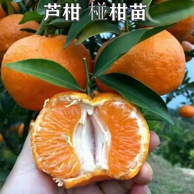 芦柑树苗南北方种植椪柑橘子苗盆栽地栽阳台正宗芦柑嫁接桔子树苗