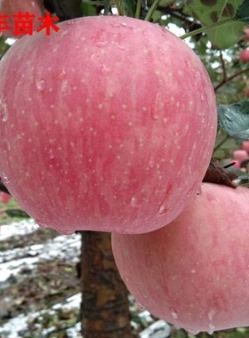 苹果苗嫁接山东烟台红富士苹果树苗南方北方种植盆栽地栽当年结果