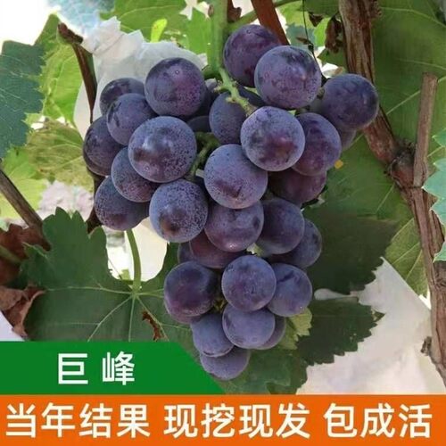 葡萄树苖巨峰苗爬藤阳光玫