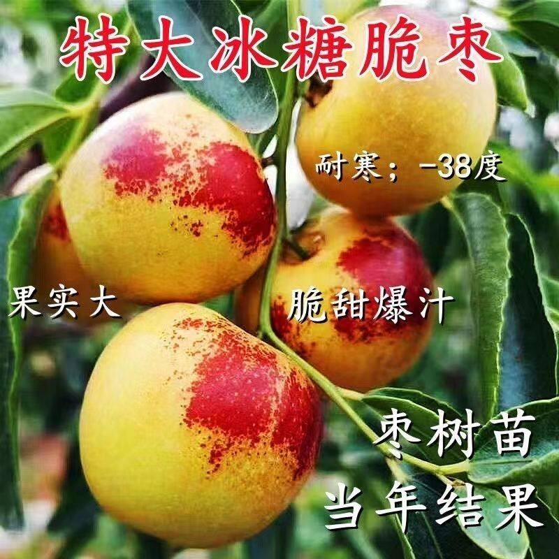 嫁接枣树苗特大冰糖枣冬枣苗耐寒耐旱盆栽地栽南北方种植当年结果